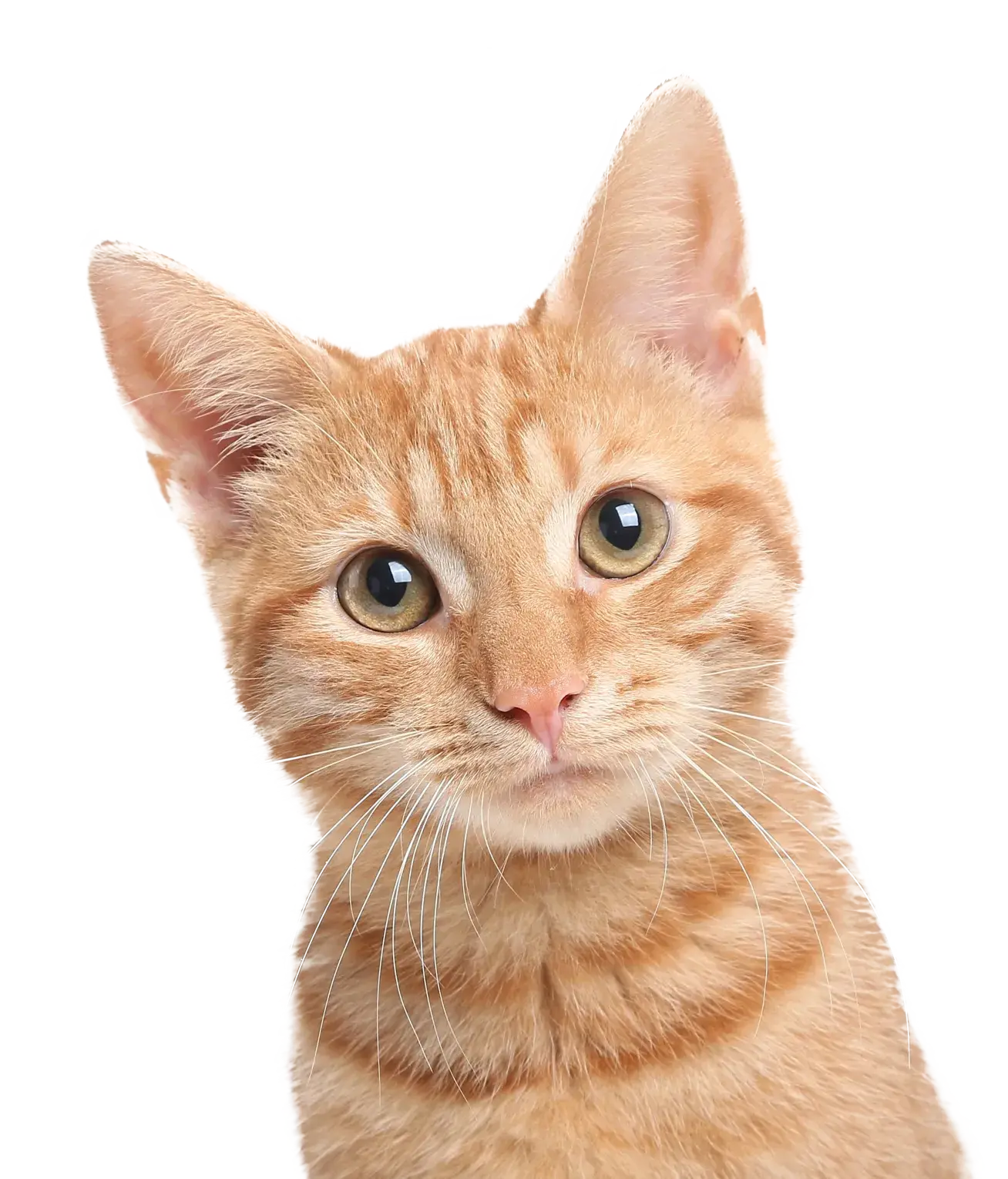 a cute cat