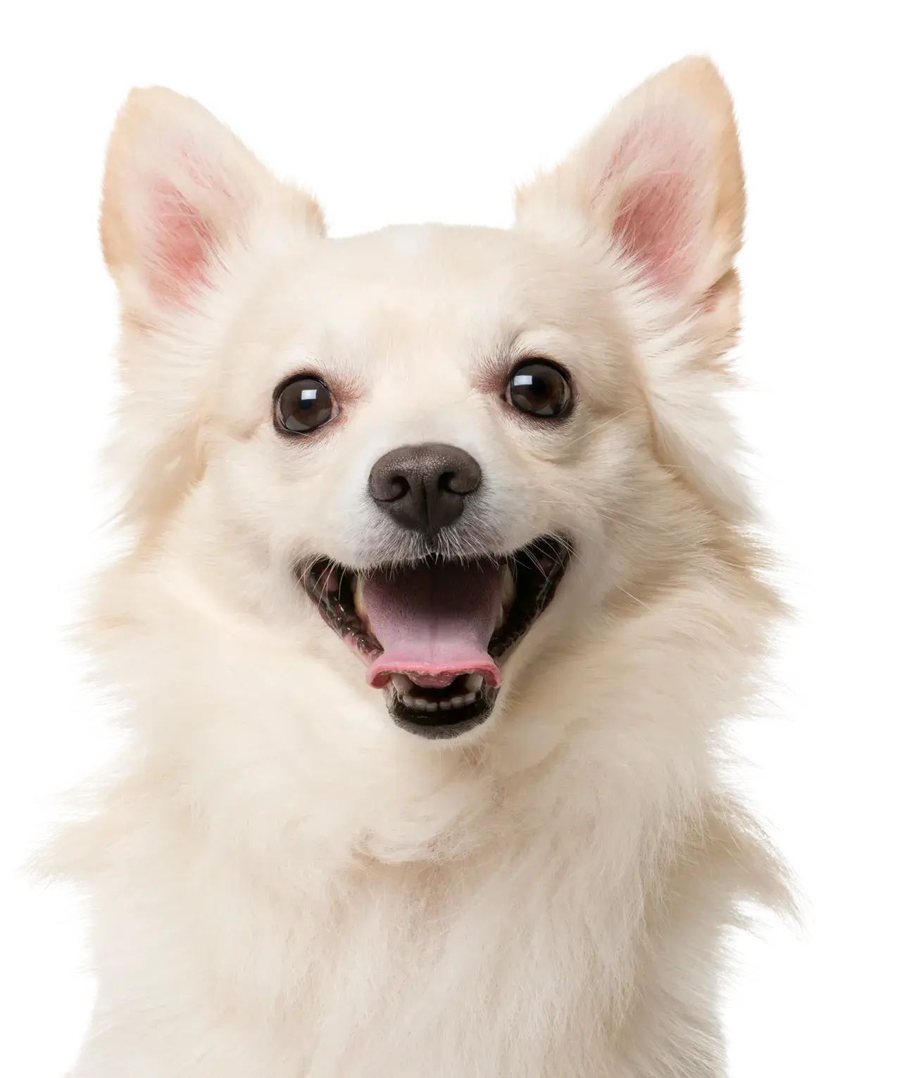 a cute dog