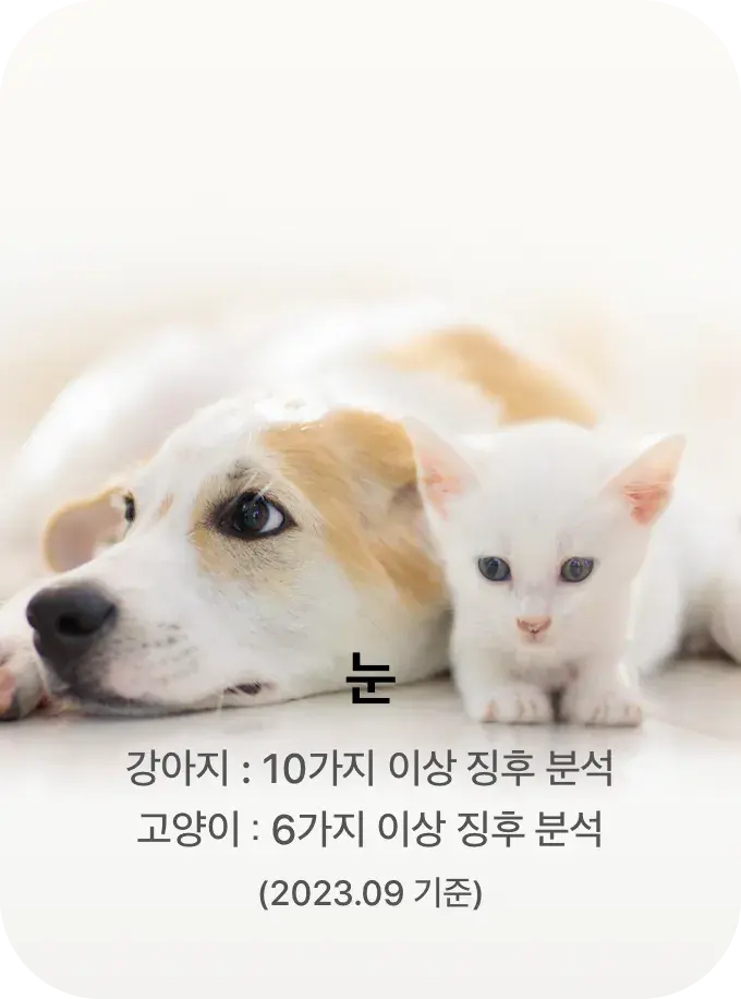 눈